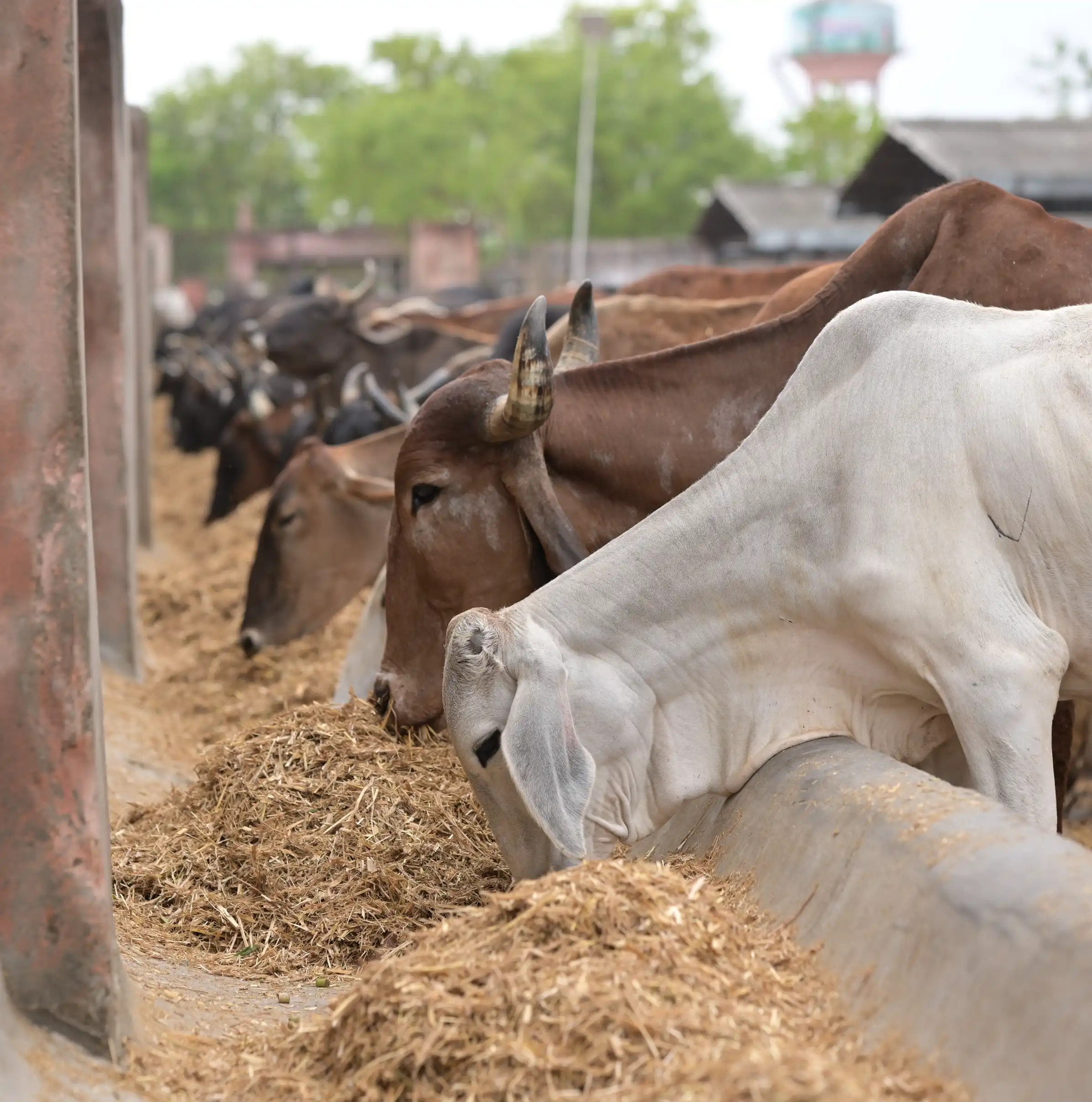 Feed 50 Cows